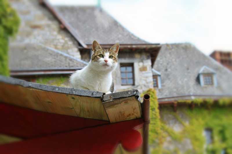 Renovating or redeveloping? Here’s how to expand your veterinary practice