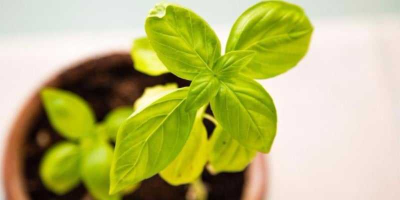 Why borrowing is vital for business growth