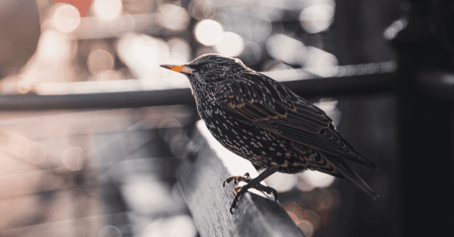 Replace your RBS business account with an app from Starling bank?