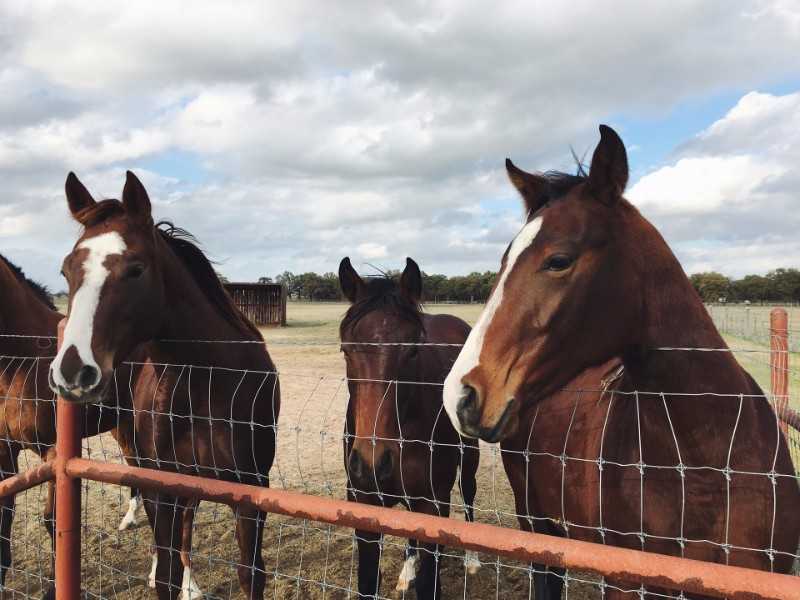 Case Study: Financing the Equine Sector